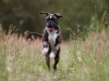 boxer_bilder-44