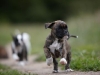 boxer_bilder-13