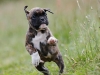 boxer_bilder-3