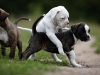 boxer_bilder-32