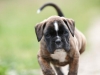 boxer_bilder-5