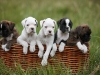 boxer_bilder-50