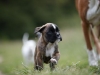 boxer_bilder-7