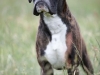 boxer_bilder-19 boxer_bilder-19