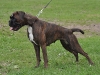 emma-tiger_jahressieger_dk_2010