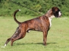 sized_img_8290-rico