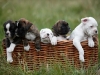 boxer_bilder-52